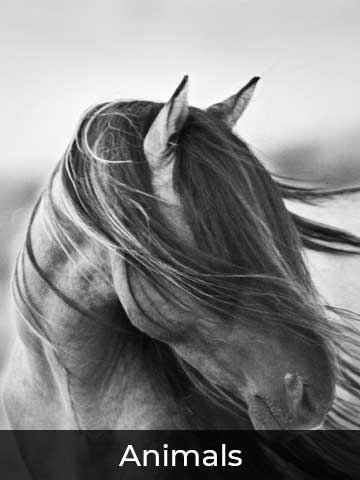 Striking black-and-white photograph of a horse with its mane flowing gracefully in the wind, capturing a sense of movement and elegance.